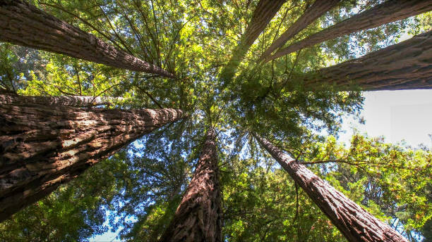 Reliable Tallapoosa, GA Tree Services Solutions
