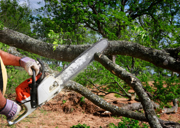 Leaf Removal in Tallapoosa, GA